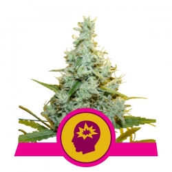 AMG | Royal Queen Seeds