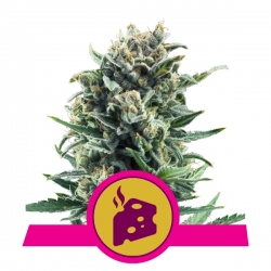 Blue Cheese | Royal Queen Seeds