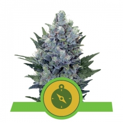 Northern Light Automatic | Royal Queen Seeds