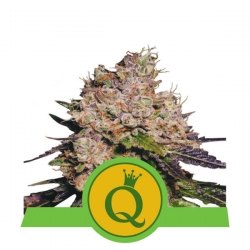 Purple Queen Automatic | Royal Queen Seeds