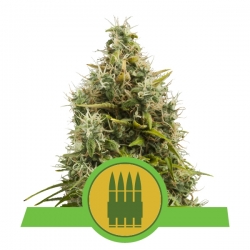 Royal AK Automatic | Royal Queen Seeds
