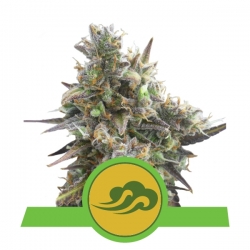 Royal Bluematic | Royal Queen Seeds