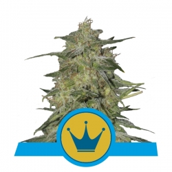 Royal Highness | Royal Queen Seeds