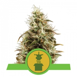 Royal Jack Automatic | Royal Queen Seeds