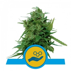 Solomatic CBD | Royal Queen Seeds