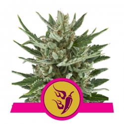 Speedy Chile | Royal Queen Seeds