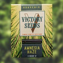 Amnesia Haze | Victory Seeds