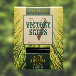 Auto Amnesia Haze | Victory Seeds