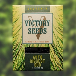 Auto Biggest Bud | Victory Seeds