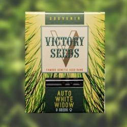 Auto White Widow | Victory Seeds