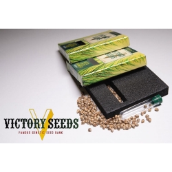 Biggest Bud | Victory Seeds