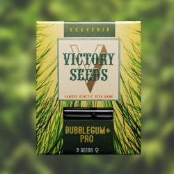 Bubblegum+Pro | Victory Seeds