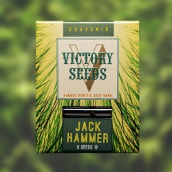 Jack Hammer | Victory Seeds